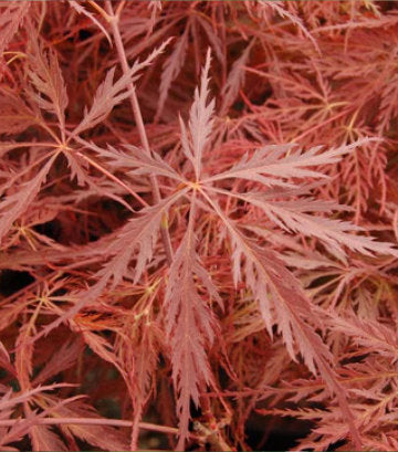 Acer palmatum dissectum 'Crimson Queen' (Crimson Queen Weeping Japanese Maple)