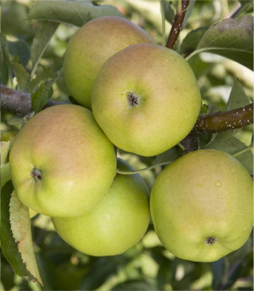 Malus Crispin (Crispin Apple)