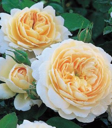 Rosa Crocus Rose (Crocus Rose English Shrub Rose)