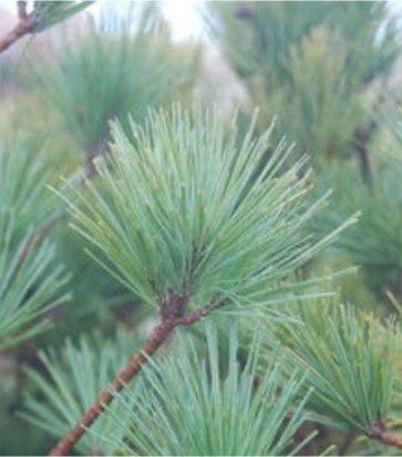 Pinus strobus Connecticut Slate (Connecticut Slate Dwarf White Pine)