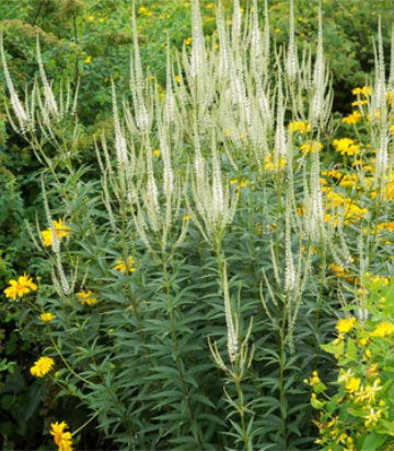 Veronicastrum virginicum 'Album' (Culver's Root)