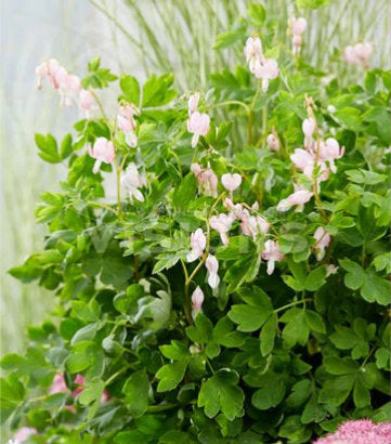 Dicentra spectabilis 'Cupid' (Cupid Pinks)