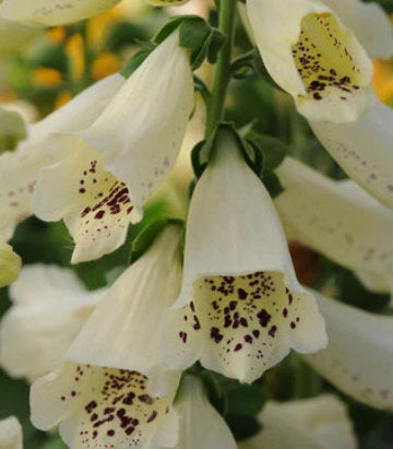 Digitalis purpurea Dalmation Crème (Dalmation Creme Foxglove)