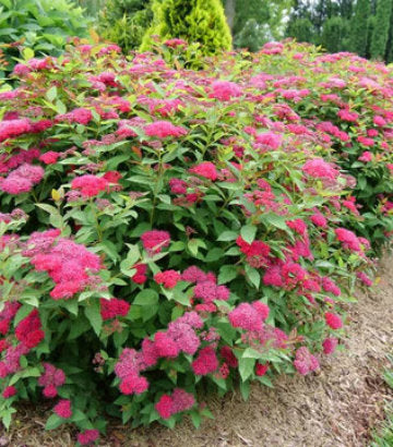 Spiraea jap. Double Play Doozie® (Double Play Doozie® Spirea)