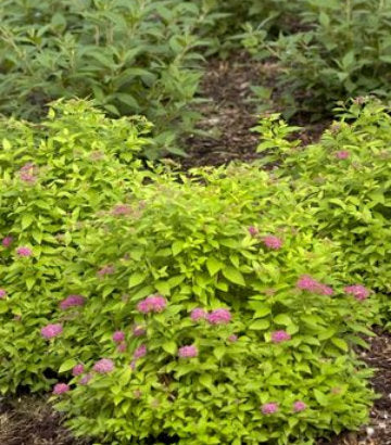 Spiraea jap. Double Play® Gold (Double Play® Gold Spirea)