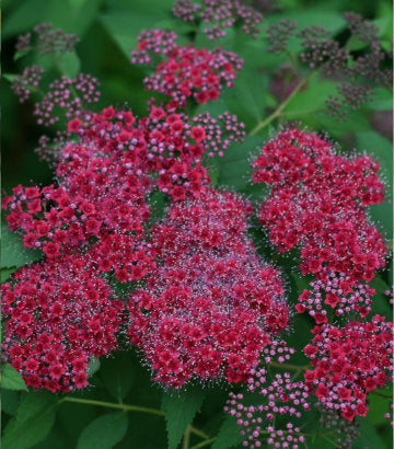 Spiraea jap. Double Play® Red (Double Play® Red Spirea)