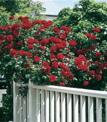 Rosa Dublin Bay® (Dublin Bay® Climbing Rose)