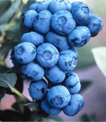 Vaccinium corymbosum Duke (Duke Highbush Blueberry)