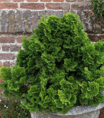 Chamaecyparis obtusa Nana Gracilis (Dwarf Gracilis Hinoki Cypress)