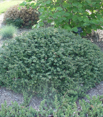 Ilex crenata Helleri (Dwarf Japanese Holly)