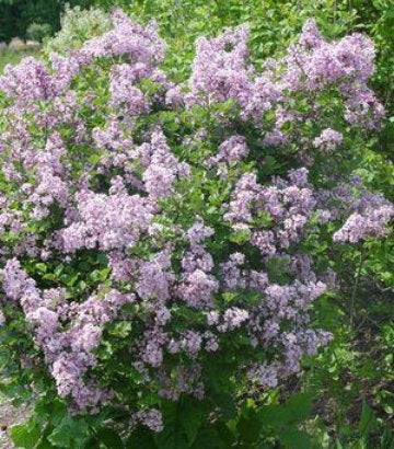 Syringa meyeri Palibin (Dwarf Korean Lilac)