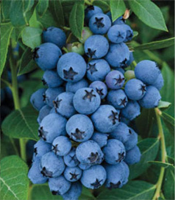 Vaccinium corymbosum Earliblue (Earliblue Highbush Blueberry)