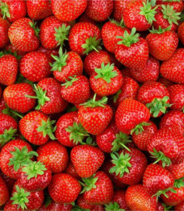 Strawberry Earliglow (Earliglow Strawberry)