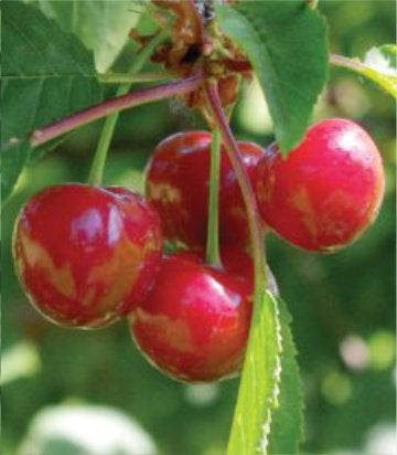 Prunus avium 'Early Richmond' (Early Richmond Dwarf Sour Cherry)