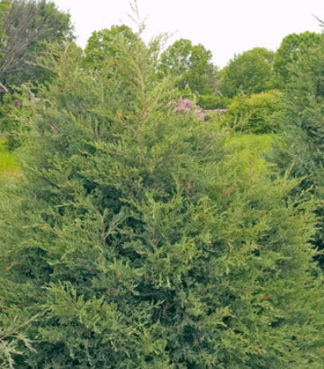 Juniperus virginiana (Eastern Red Cedar)