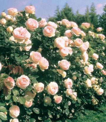 Rosa Eden Climber® (Eden Climber® Climbing Rose)