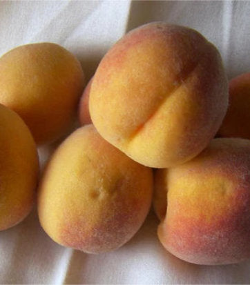 Prunus X Elberta (Elberta Peach)