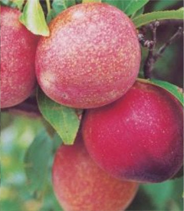 Prunus Elephant Heart (Elephant Heart Plum)