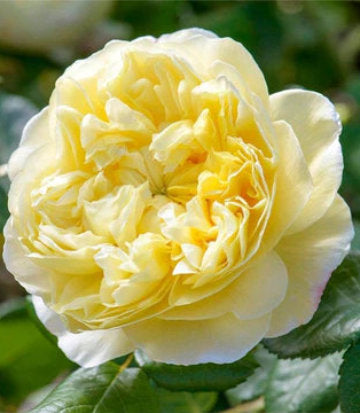 Rosa Charles Darwin® (English Shrub Rose)