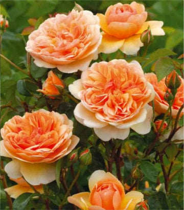 Rosa 'Port Sunlight' (English Shrub Rose)