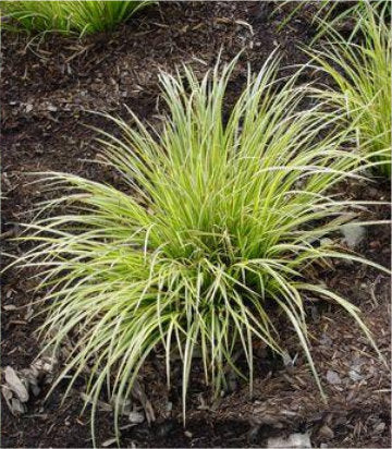 Carex morrowii Evergold (Evergold Variegated Japanese Sedge)