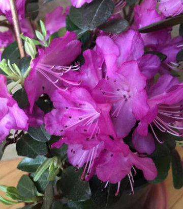 Rhododendron x 'PJM Elite Star' (evergreen rhododendron)