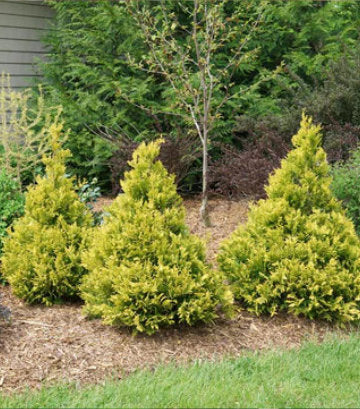 Chamaecyparis pisifera Soft Serve® Gold (false cypress)