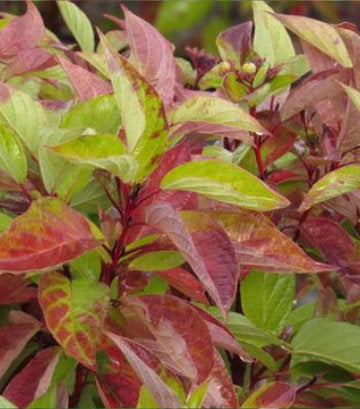 Cornus sericea Firedance™; (Firedance™; Dogwood)