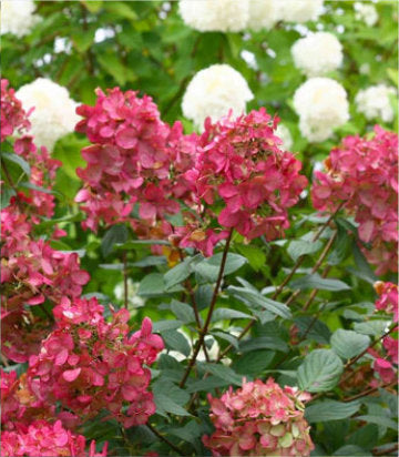 Hydrangea pan. Fire Light® (Fire Light® Panicle Hydrangea)