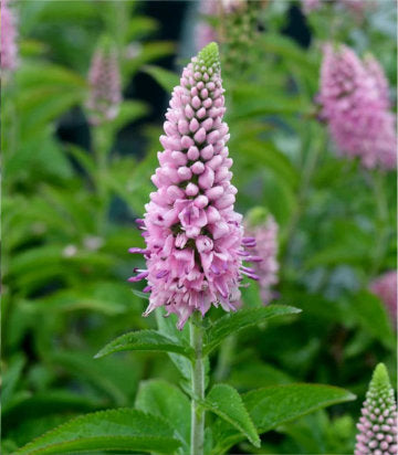 Veronica longifolia 'First Love' (First Love Speedwell)