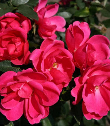 Rosa x Flamingo Kolorscape® (Flamingo Kolorscape® Rose)