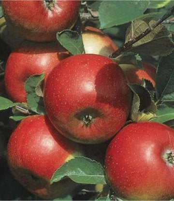 Malus 'Freedom' (Freedom Semi-Dwarf Apple)