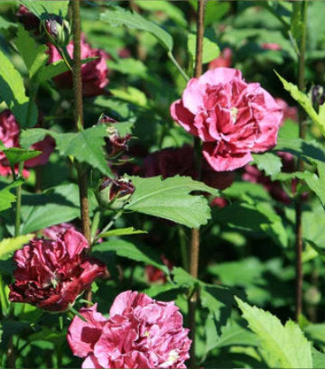 Hibiscus syriacus French Cabaret™; Red (French Cabaret™; Red Hibiscus)