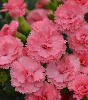 Dianthus hybrid Fruit Punch® Classic Coral (Fruit Punch® Classic Coral Pinks)