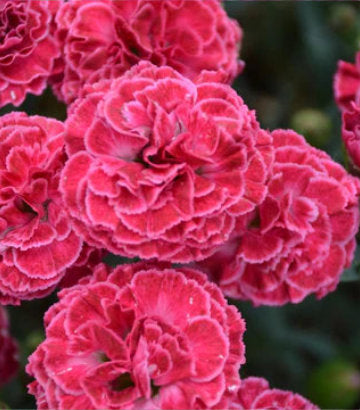 Dianthus hybrid Fruit Punch® Raspberry Ruffles (Fruit Punch® Raspberry Ruffles Pinks)