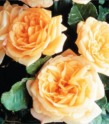 Rosa Garden Sun™; (Garden Sun™; Climbing Rose)