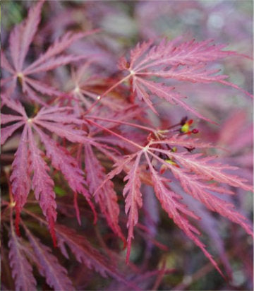 Acer palmatum dissectum 'Garnet' (Garnet Threadleaf Japanese Maple)
