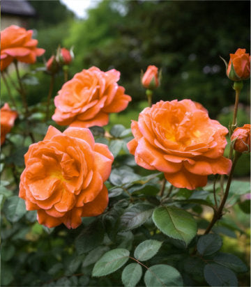 Rosa Gingersnap (Gingersnap Rose)