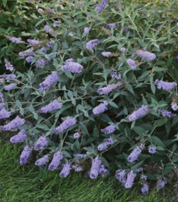 Buddleia Monarch® 'Glass Slippers' (Glass Slippers Butterfly Bush)