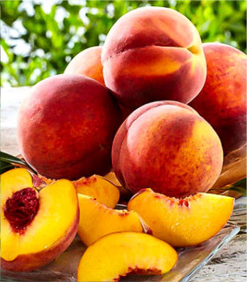 Prunus X 'Glohaven' (Glohaven Peach)