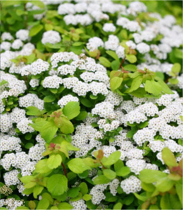 Spiraea betufolia Glow Girl® (Glow Girl® Birchleaf Spirea)
