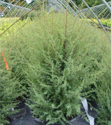 Juniperus communis Gnom (Gnom Juniper)
