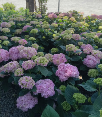 Hydrangea mac. 'Golden Penny' (Golden Penny Hydrangea)