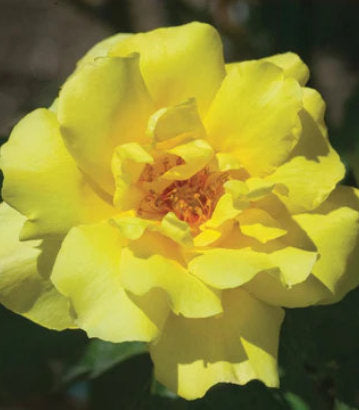 Rosa Golden Showers (Golden Showers Climbing Rose)