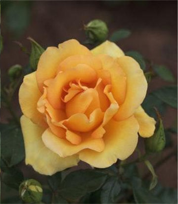Rosa Gold Struck™; (Gold Struck™; Grandiflora Rose)