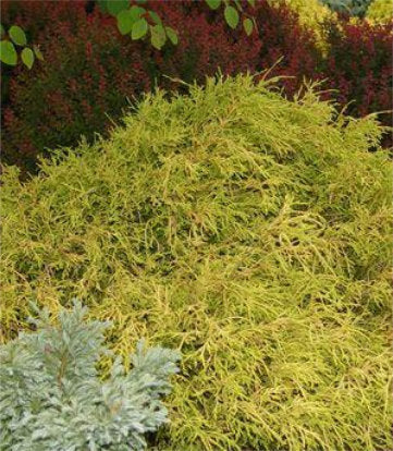 Chamaecyparis pisifera 'Filifera Aurea' (Gold Thread Cypress)