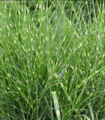 Miscanthus sinensis Strictus (Porcupine Grass)