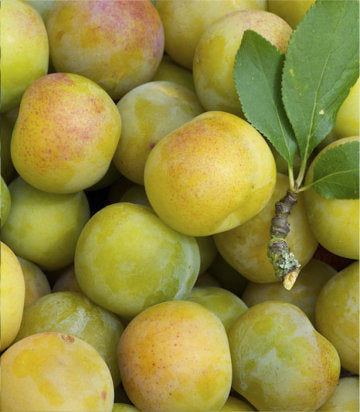 Prunus domestica Green Gage (Green Gage Plum)