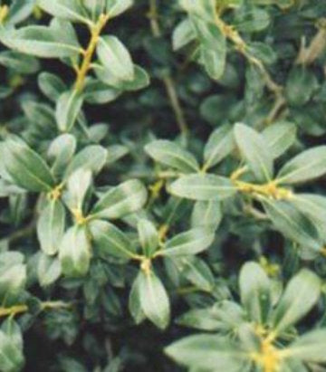 Ilex crenata Green Luster (Green Luster Japanese Holly)