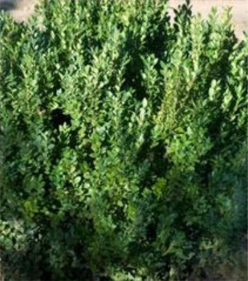 Buxus microphylla var. japonica Green Mountain (Green Mountain Boxwood)